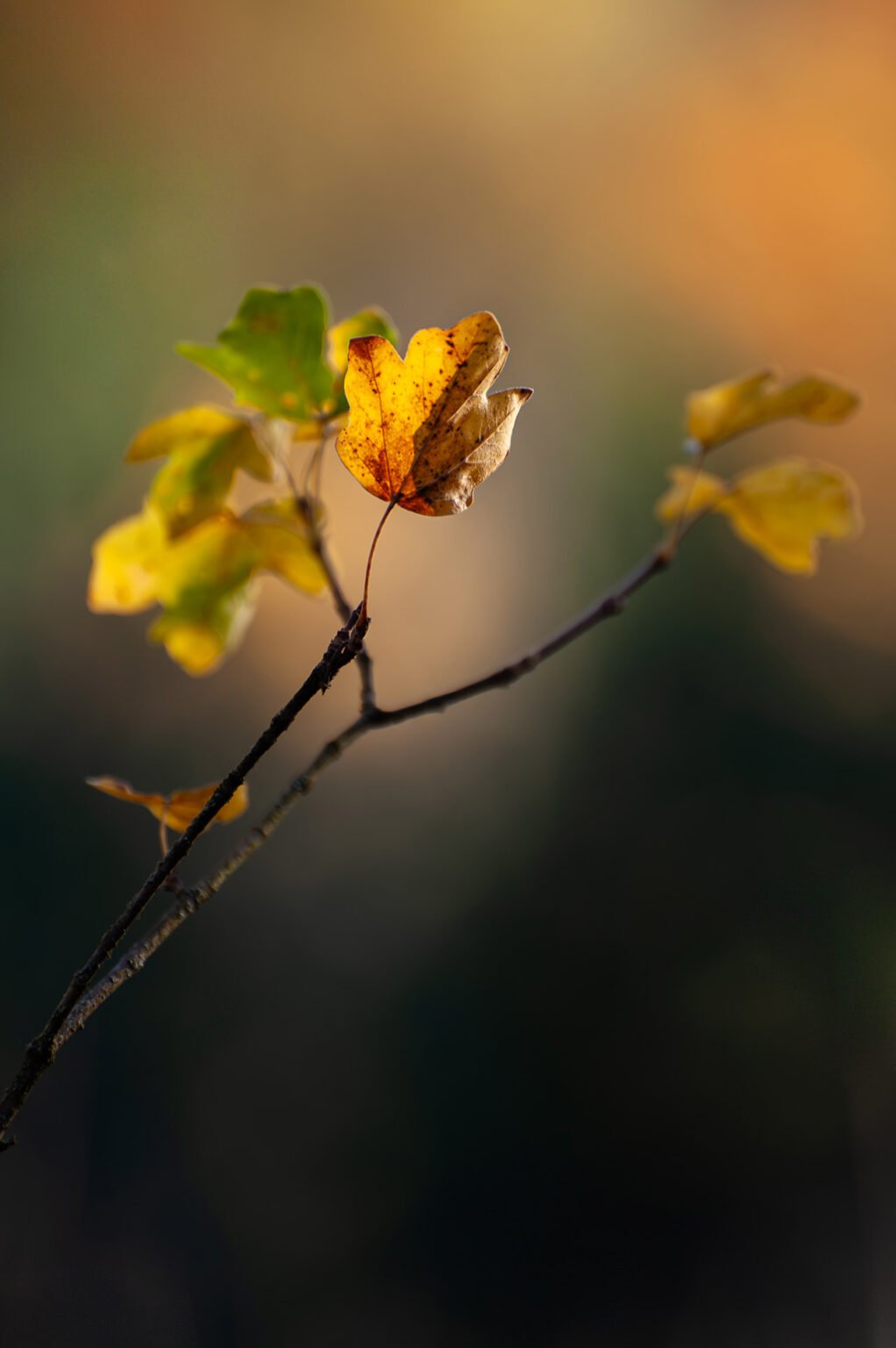 sous-bois automnal Vercors Sud macro nature montagne