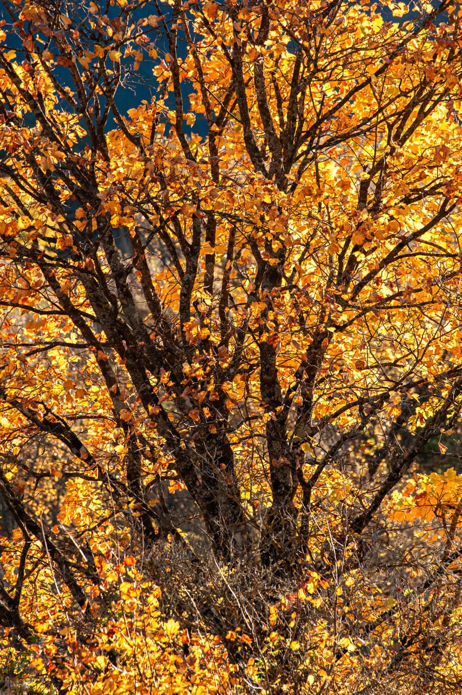 sous-bois automnal Vercors Sud macro nature montagne