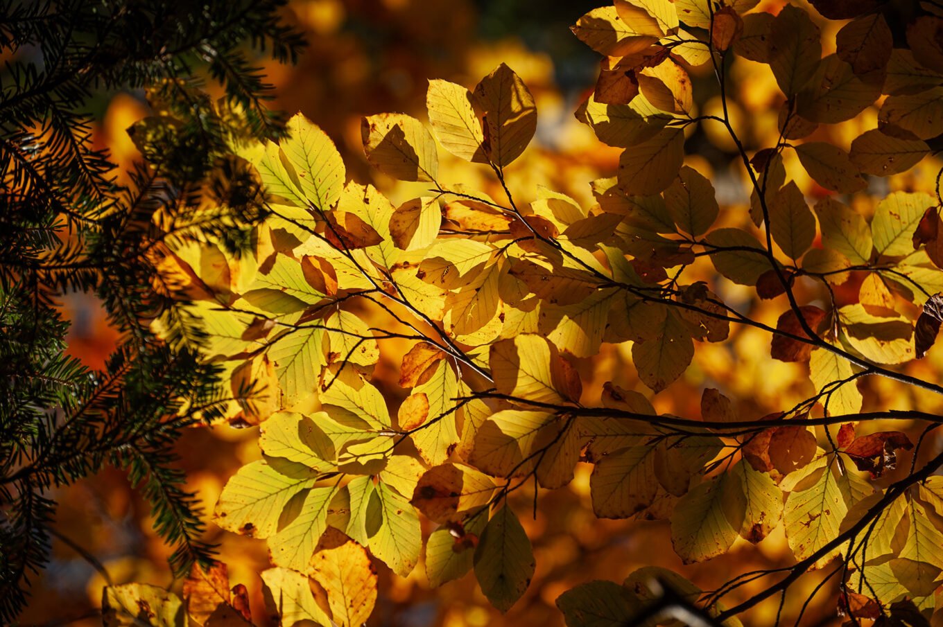 forêt automne Vercors Sud feuilles jaunes macro