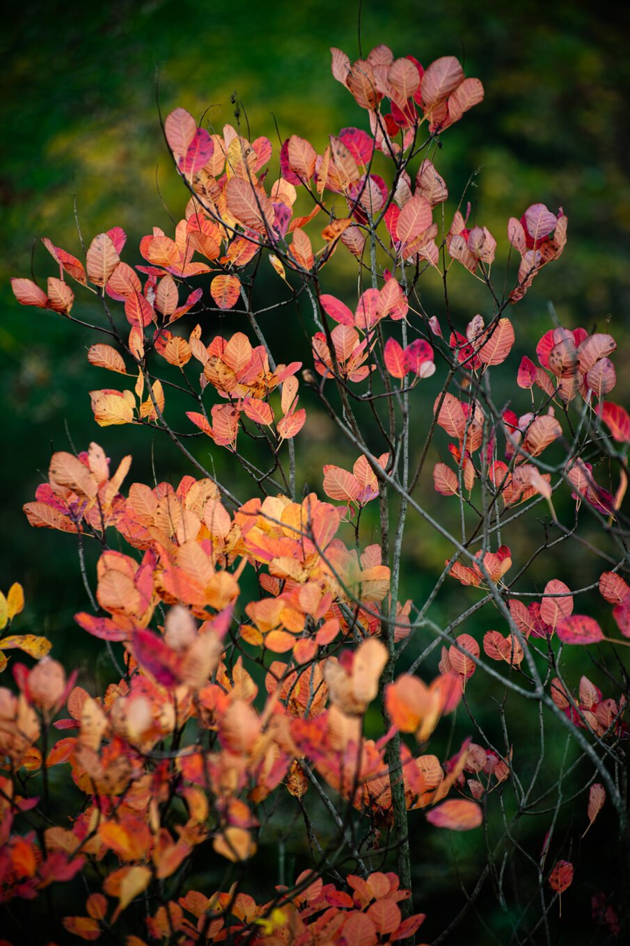 sous-bois automnal Vercors Sud macro nature montagne