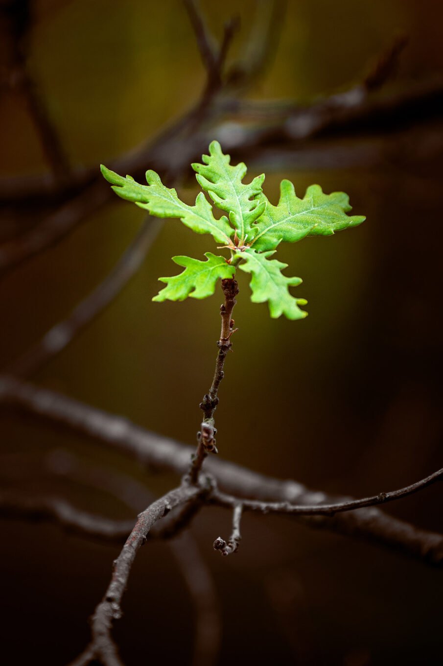 sous-bois automnal Vercors Sud macro nature montagne