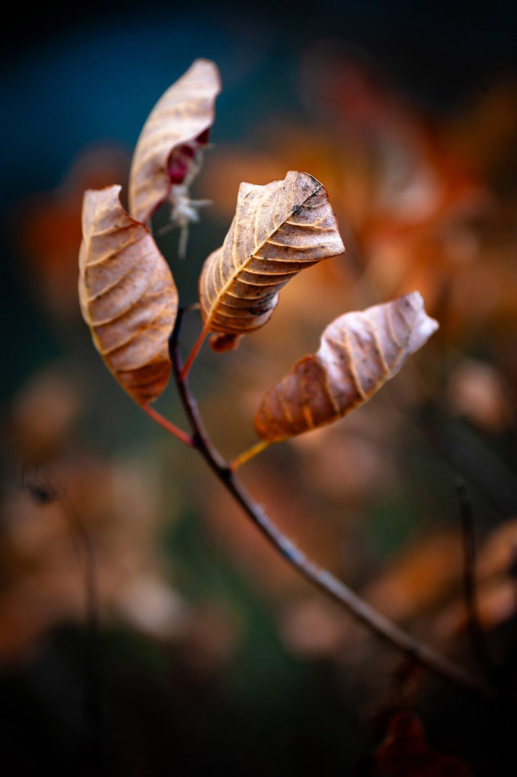 sous-bois automnal Vercors Sud macro nature montagne