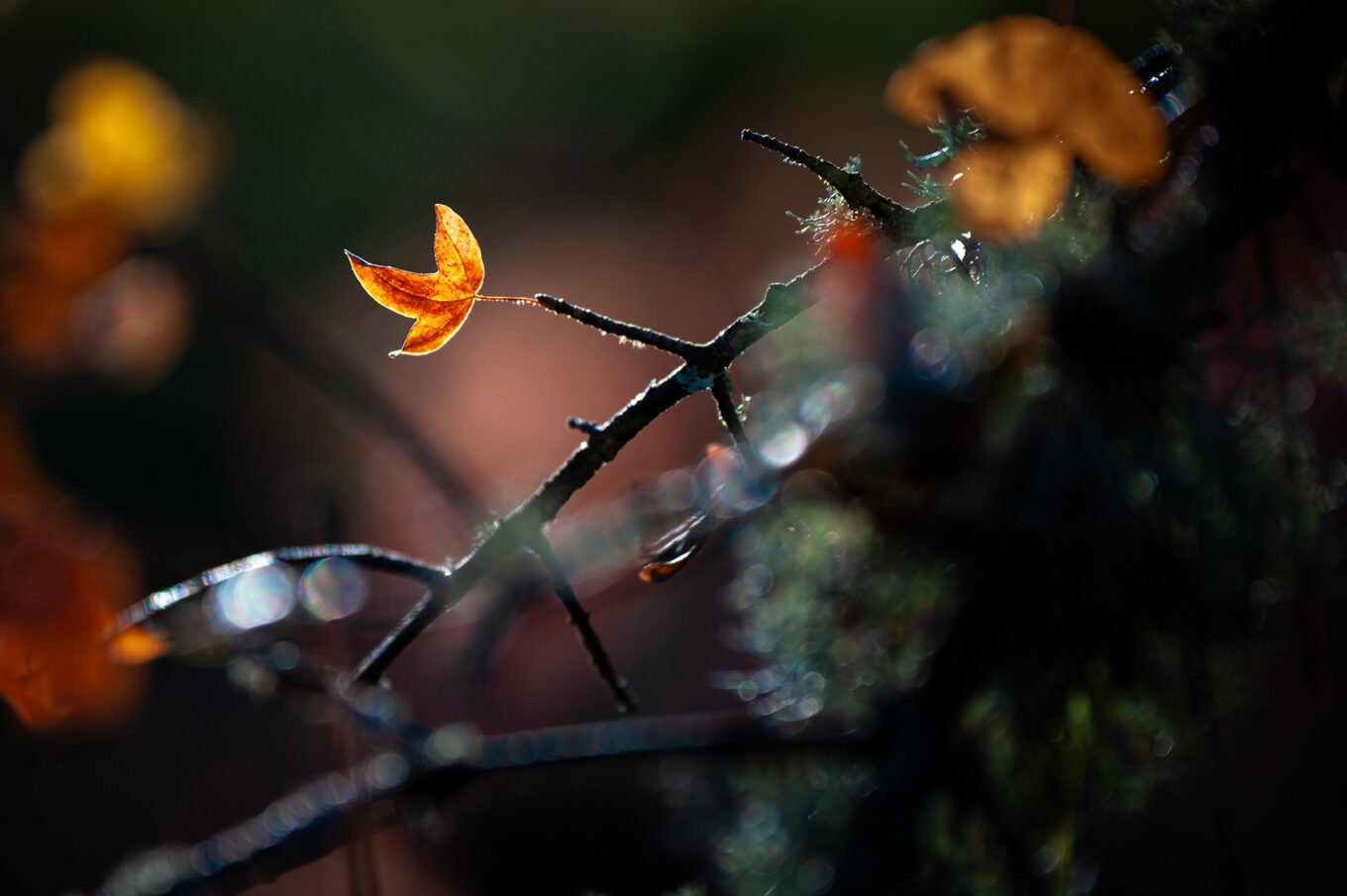 sous-bois automnal Vercors Sud macro nature montagne