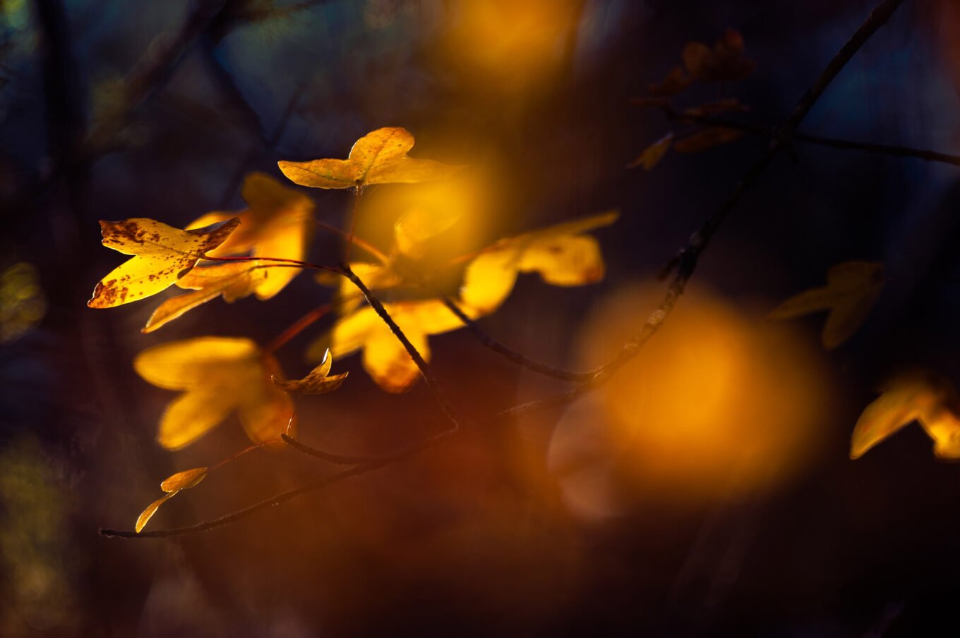 sous-bois automnal Vercors Sud macro nature montagne