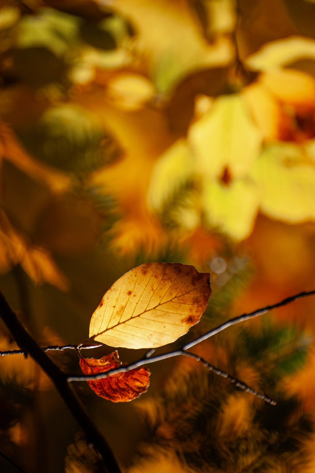 forêt automne Vercors Sud feuilles jaunes macro