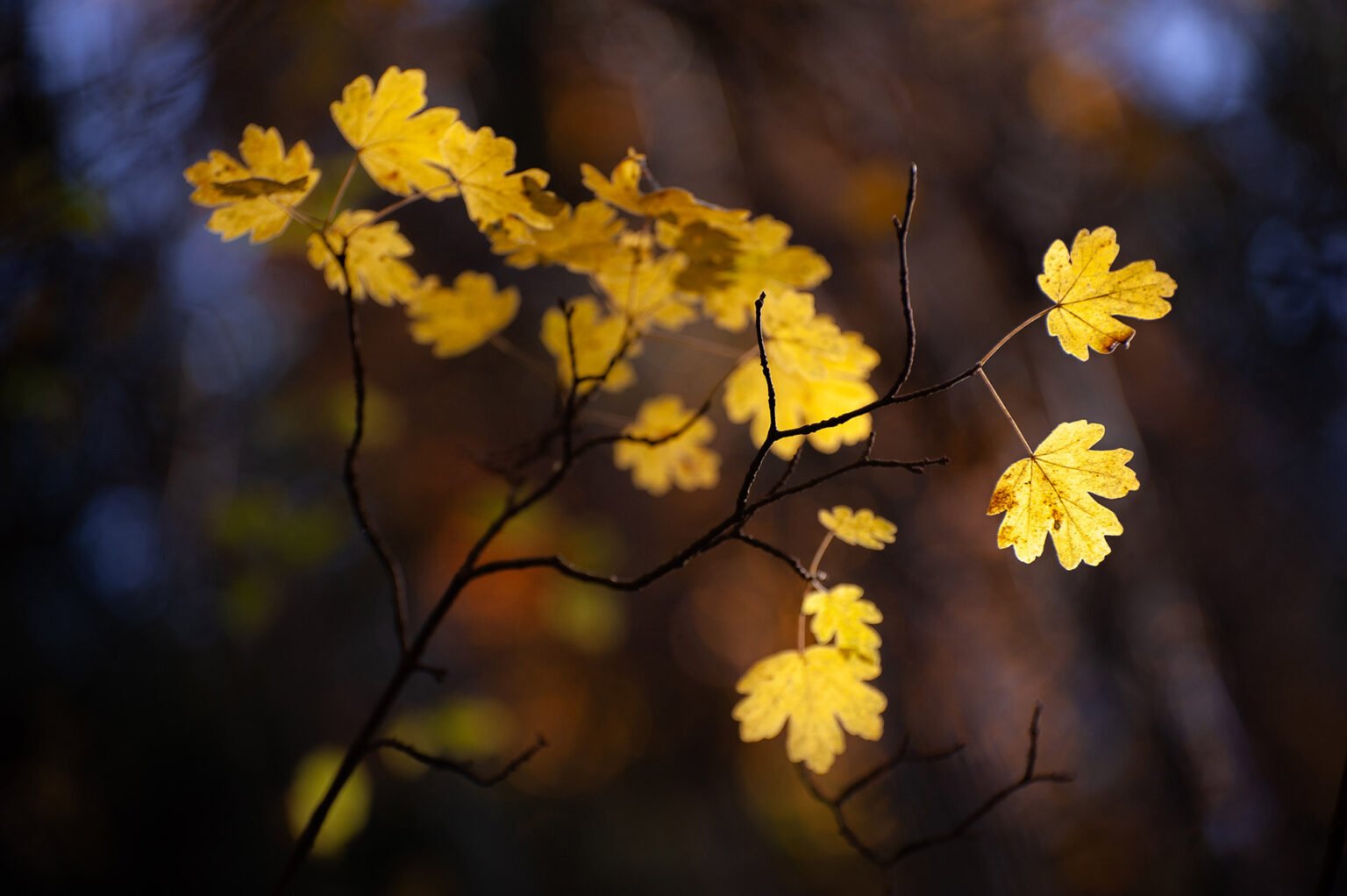 forêt automne Vercors Sud feuilles jaunes macro