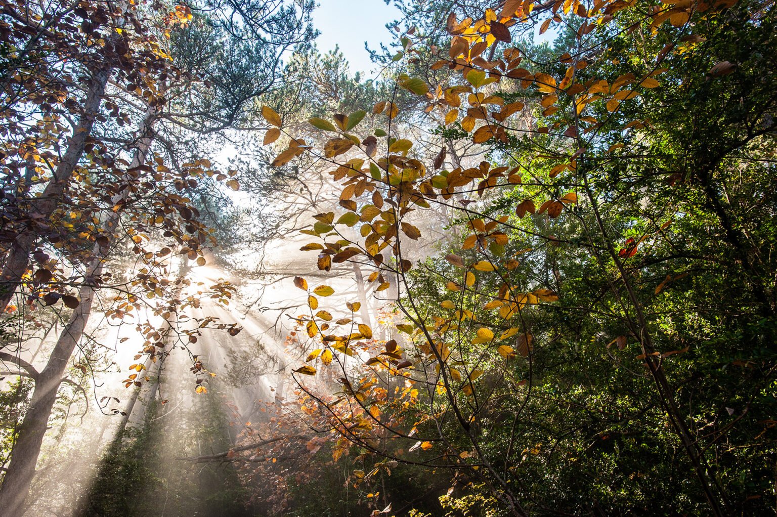 Photographe professionnel montagne nature, forêt d'automne du Diois