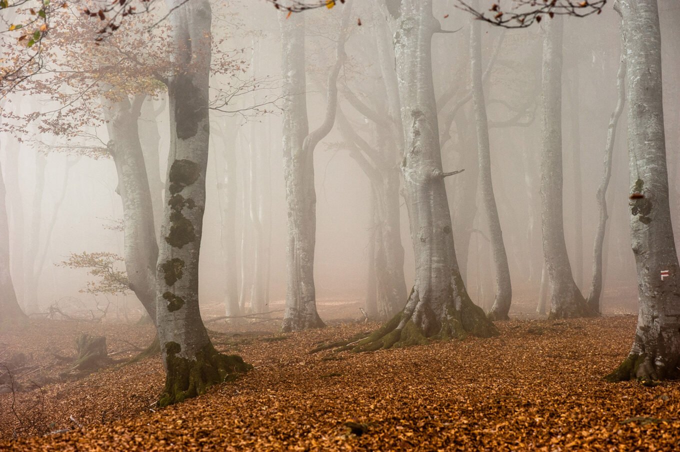 Photographe professionnel montagne nature, forêt d'automne du Vercors