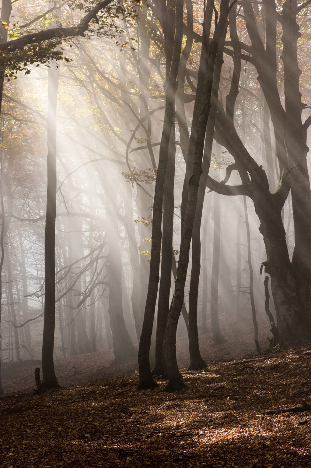 Photographe professionnel montagne nature, forêt d'automne du Vercors