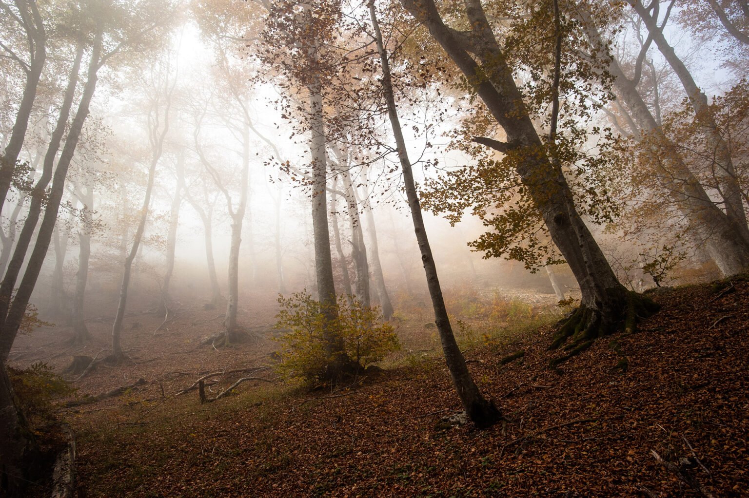 Photographe professionnel montagne nature, forêt d'automne du Vercors