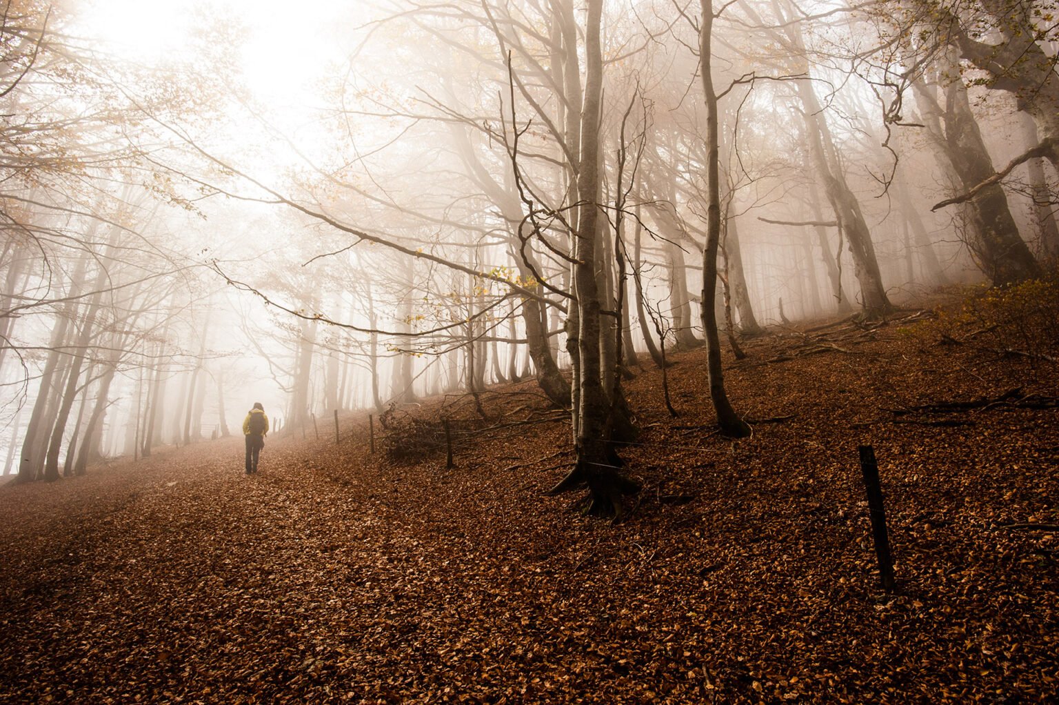 Photographe professionnel montagne nature, forêt d'automne du Vercors