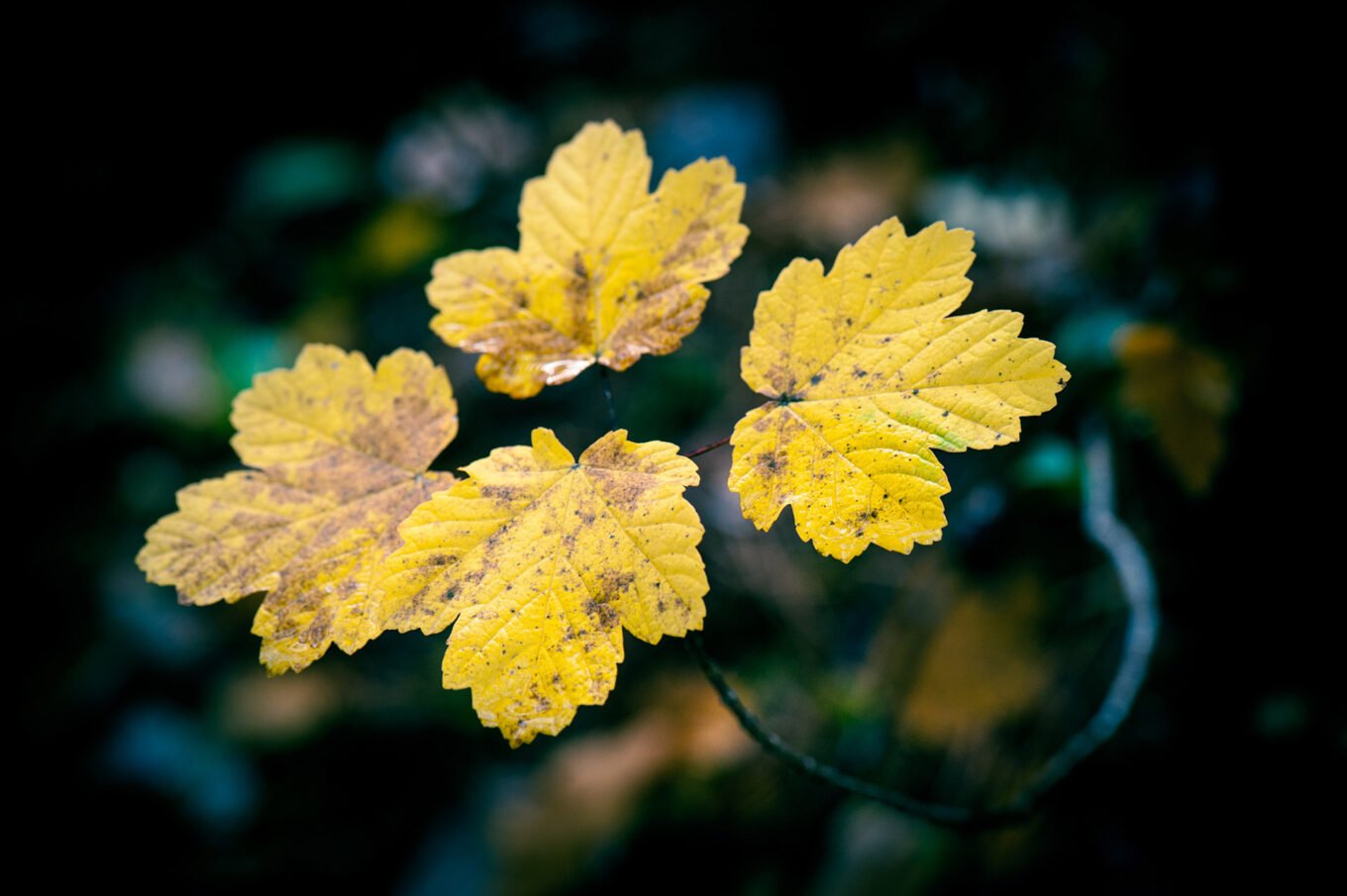 Photographe professionnel montagne nature, forêt d'automne, Vercors Diois