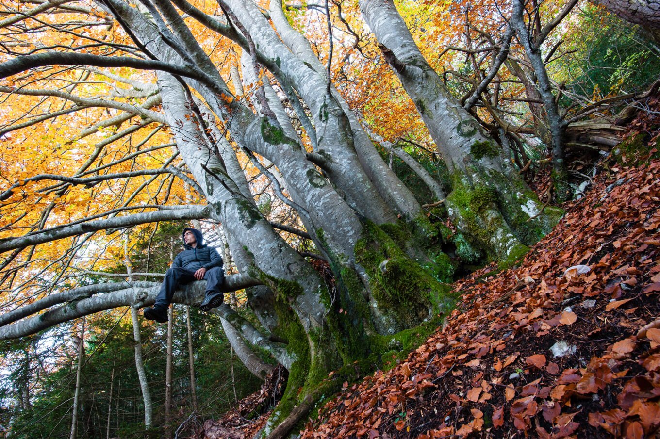 Photographe professionnel montagne nature, forêt d'automne, Vercors Diois