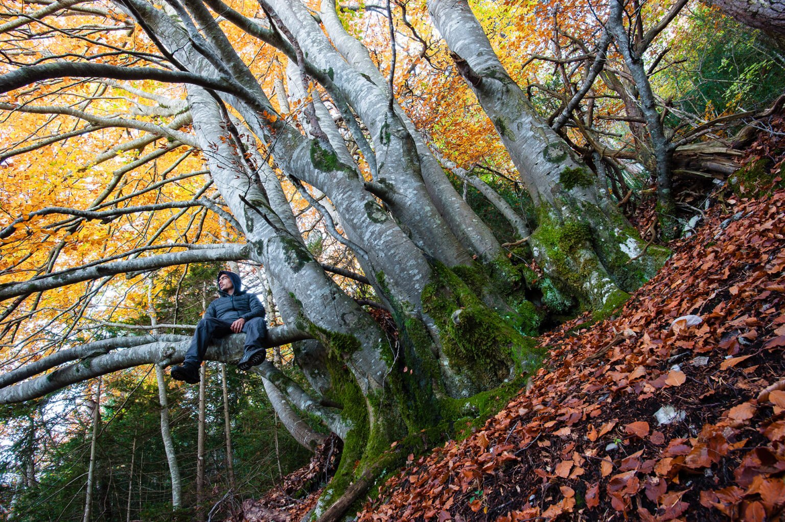 Photographe professionnel montagne nature, forêt d'automne, Vercors Diois