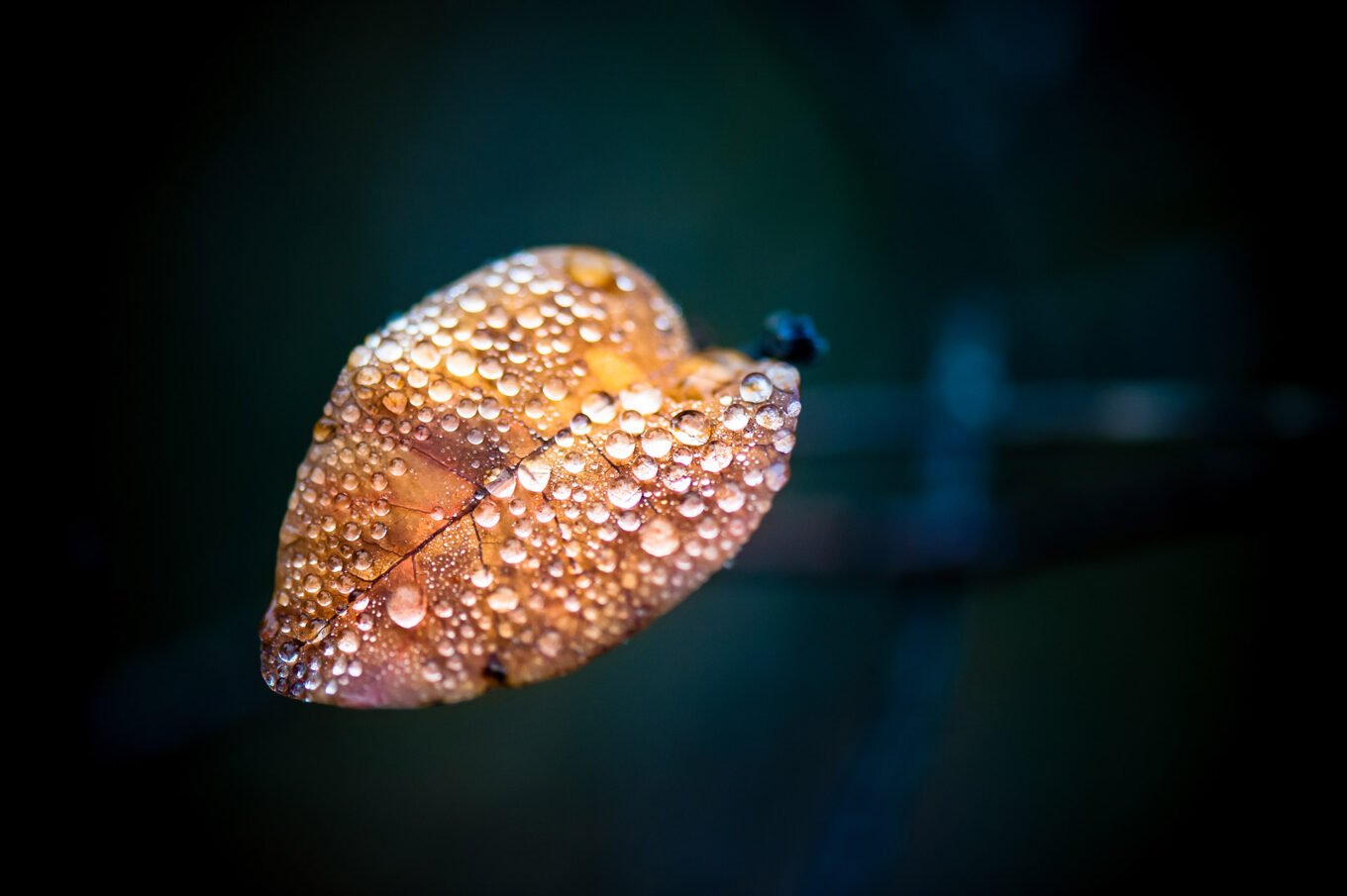 Photographie professionnelle nature, macrophotographie