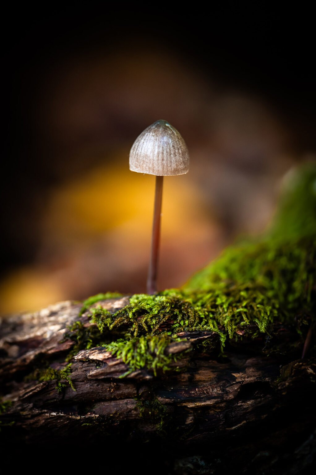 Photographie professionnelle nature, macrophotographie de champignons