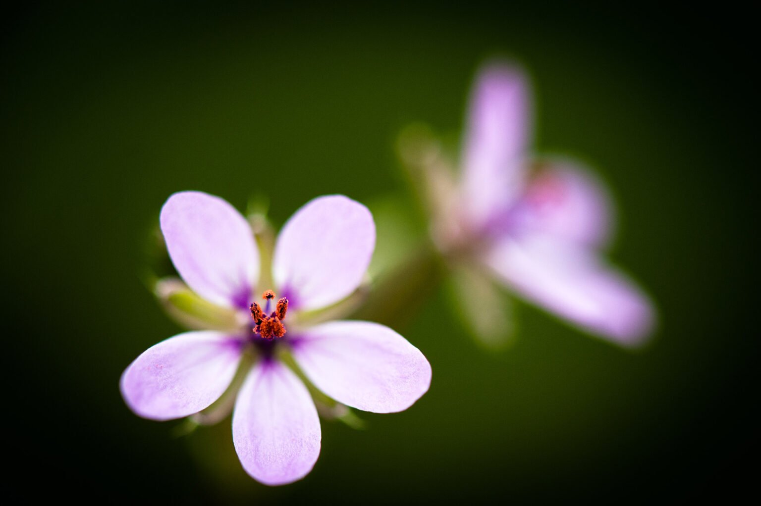 Photographie professionnelle nature, macrophotographie de fleurs