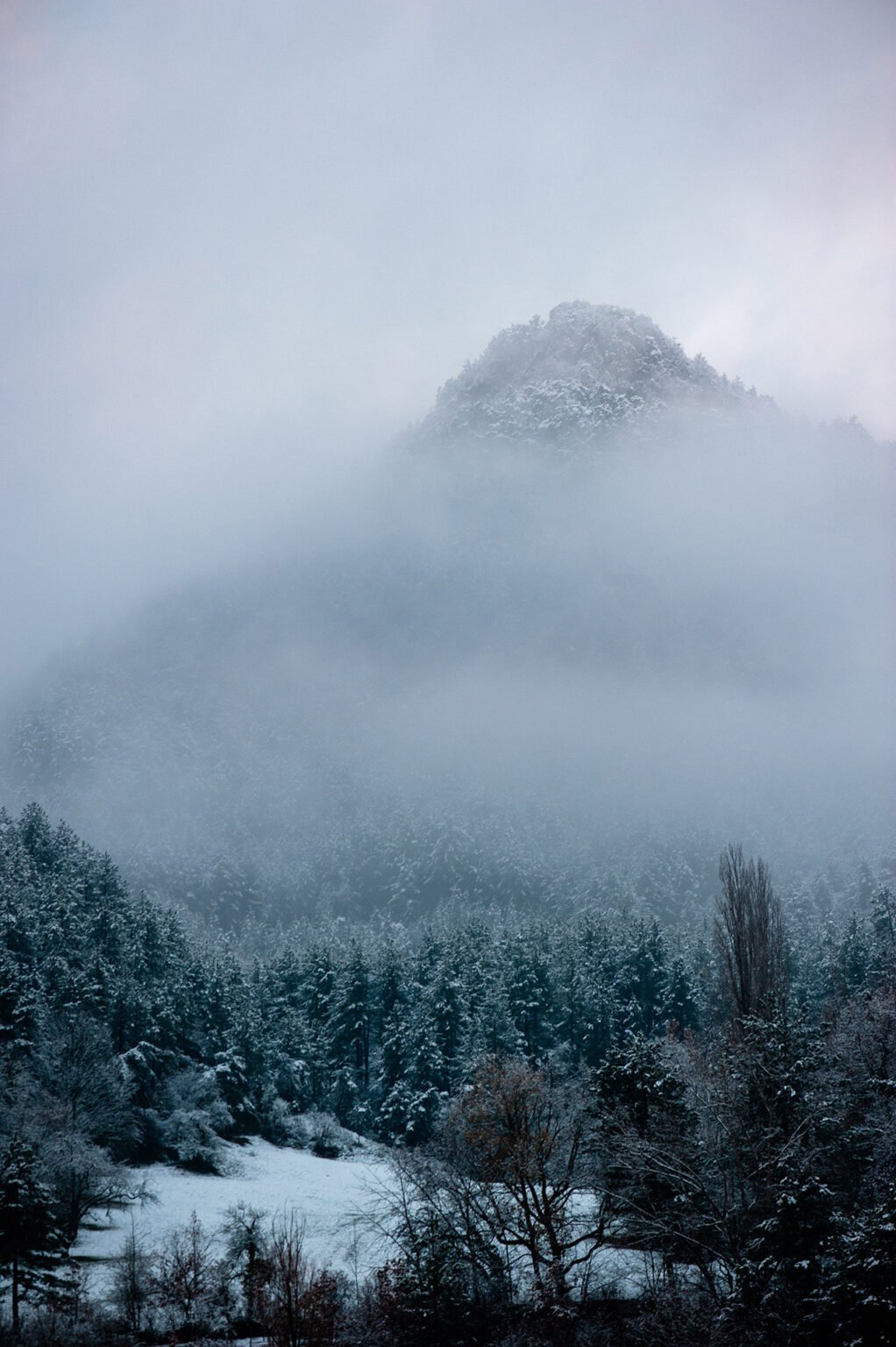 Photographe professionnel montagne nature, forêt brumeuse du Diois