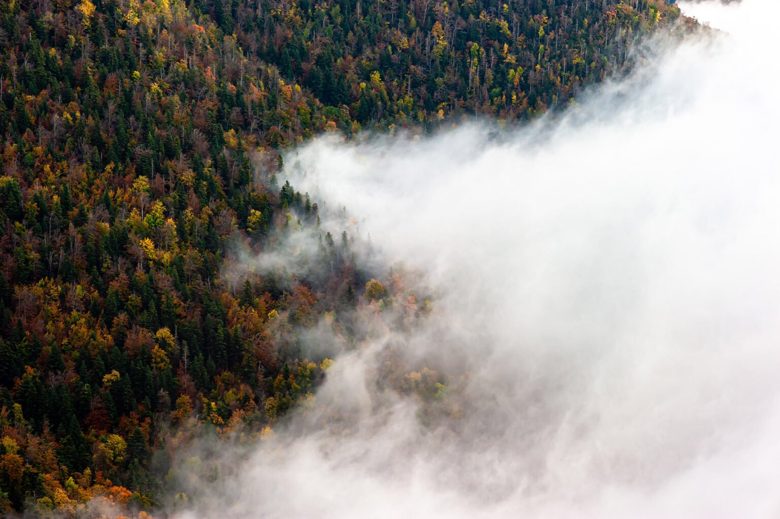 Photographe professionnel montagne nature, forêt d'automne, Vercors Diois
