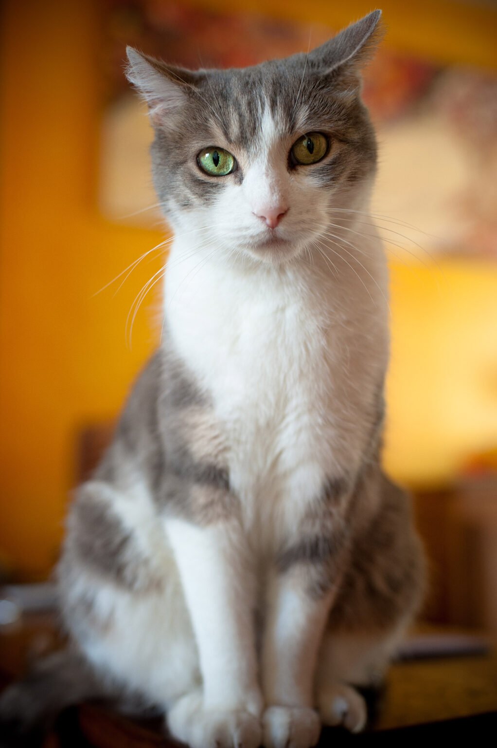 Photographie professionnelle portraits chiens chats animaux de compagnie