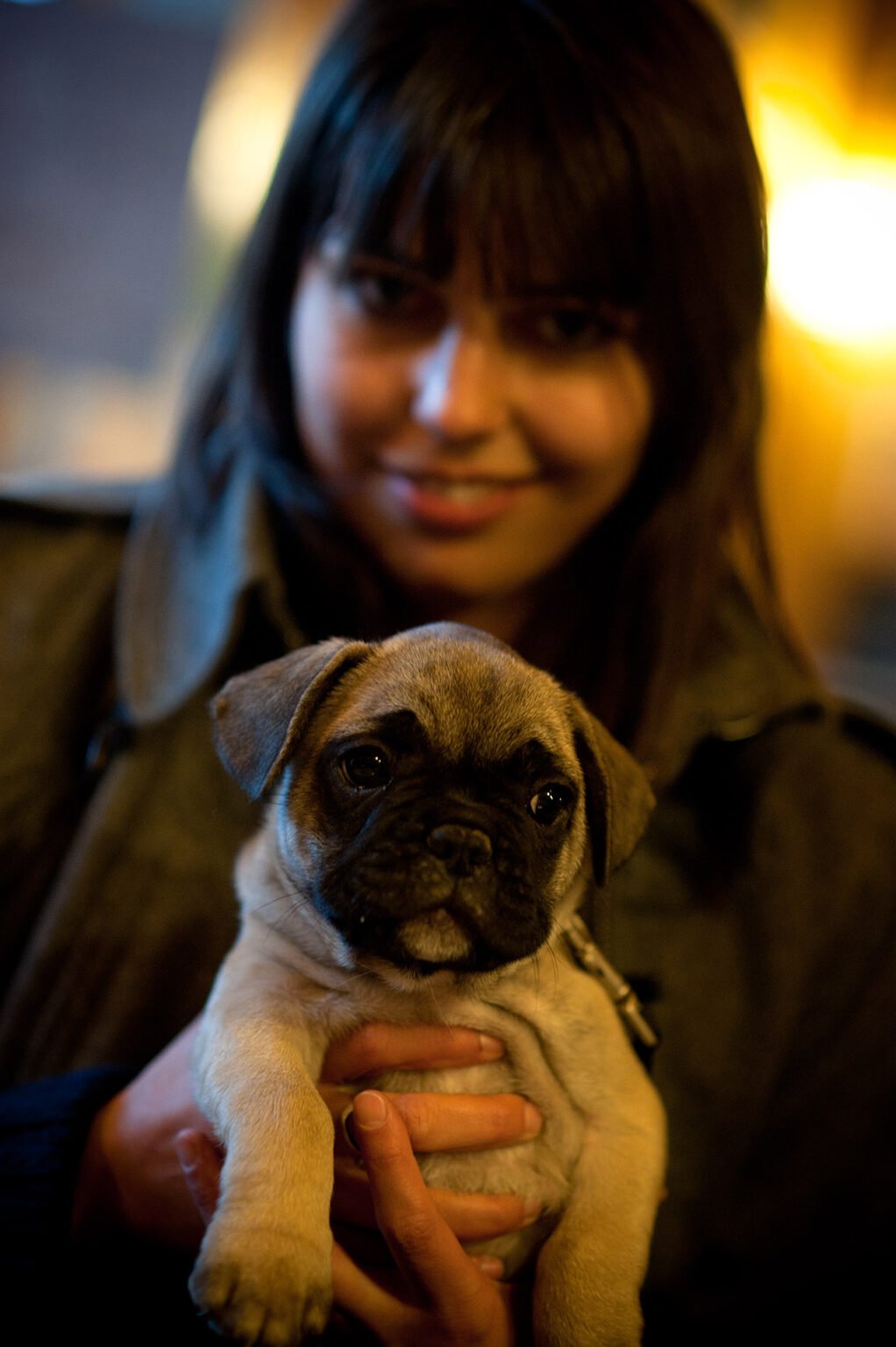 Photographie professionnelle portraits chiens chats animaux de compagnie