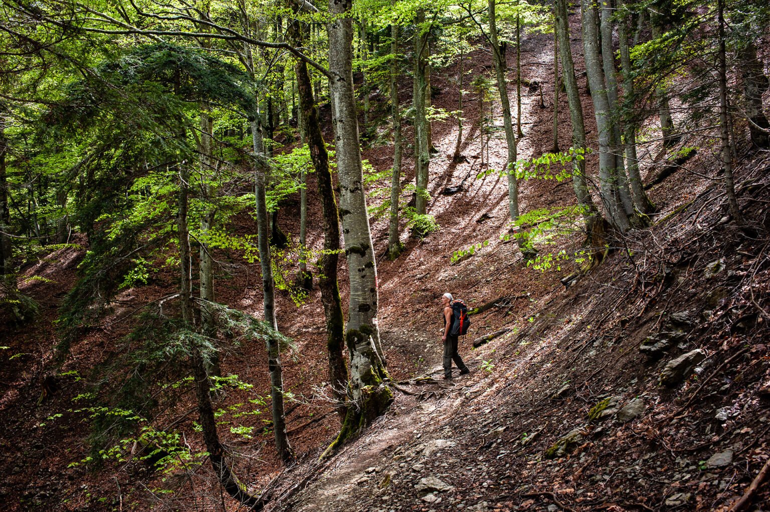 Photographie professionnelle randonnée montagne, forêt du Diois