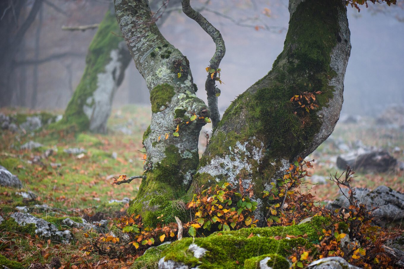 Randonnée d'automne brumeuse en forêt au Plateau d'Ambel dans le Vercors