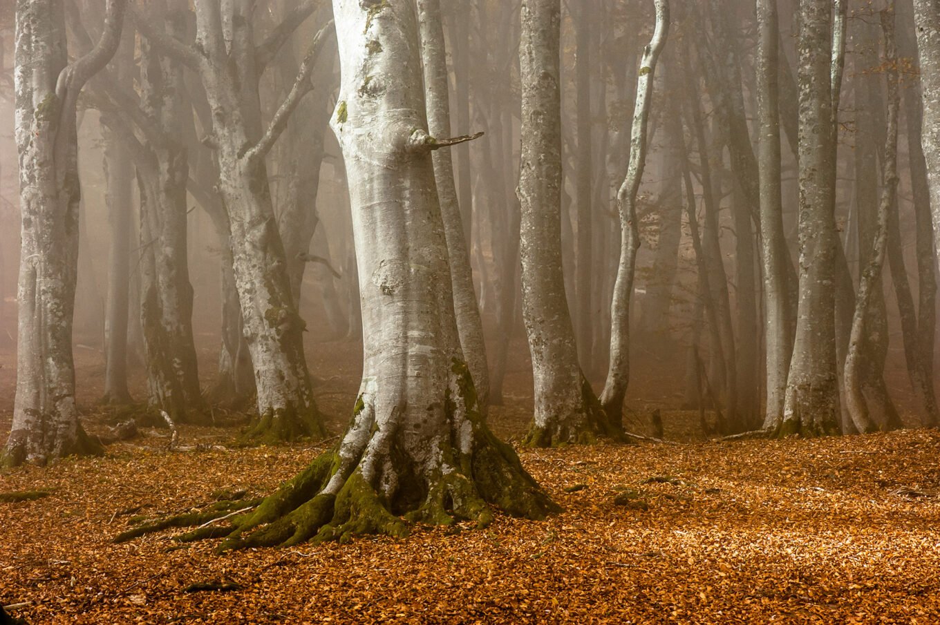 Randonnée d'automne brumeuse en forêt au Plateau d'Ambel dans le Vercors