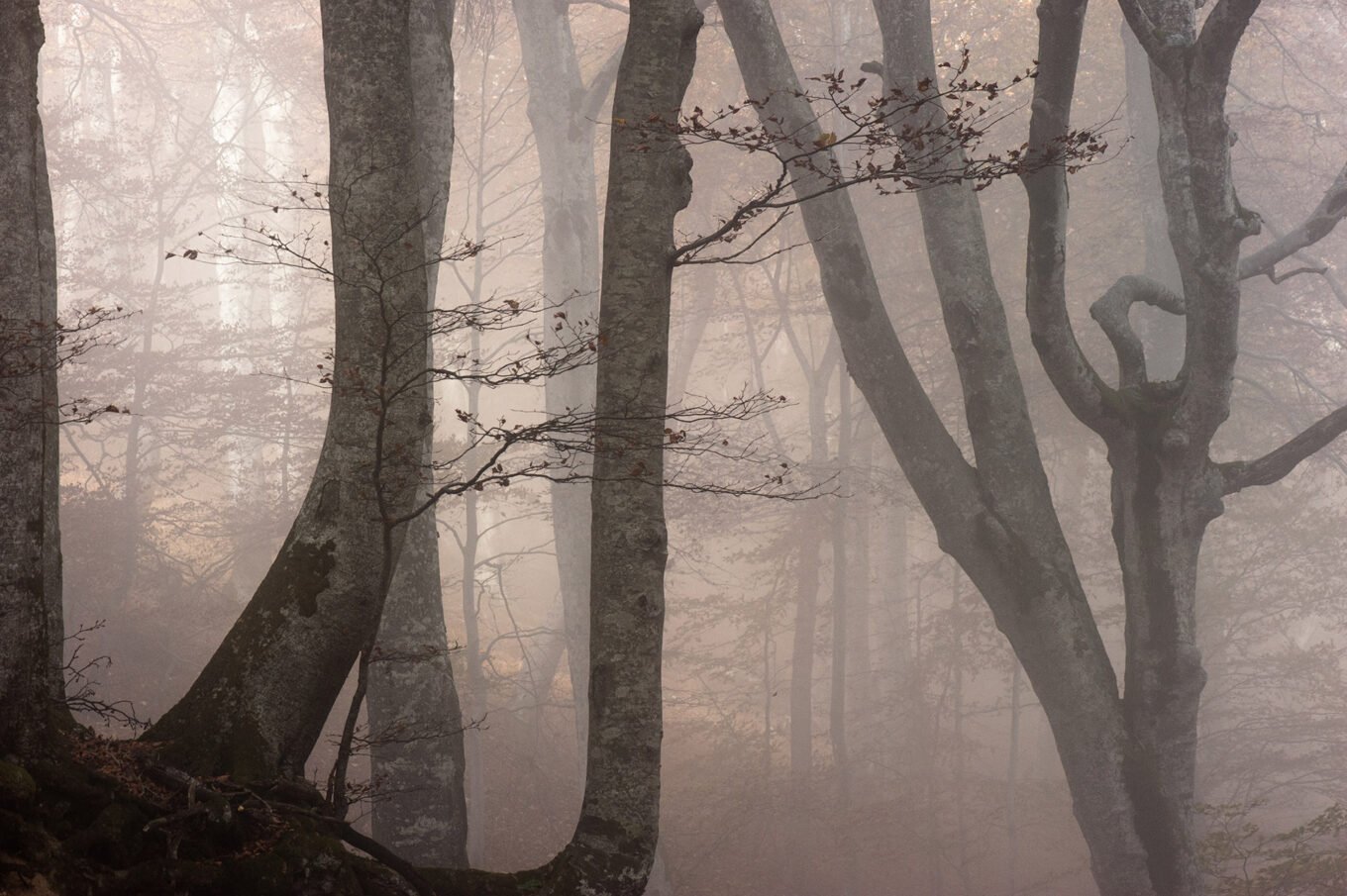 Randonnée d'automne brumeuse en forêt au Plateau d'Ambel dans le Vercors