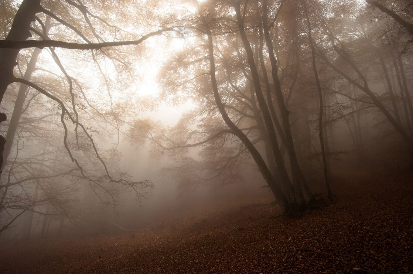 Randonnée d'automne brumeuse en forêt au Plateau d'Ambel dans le Vercors