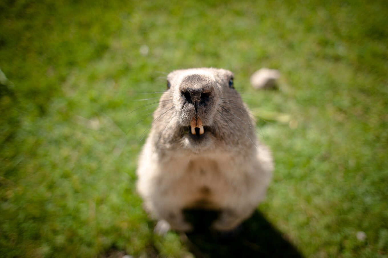 Randonnée en haute Ubaye et dans le Mercantour - Portrait en gros plan d’une marmotte curieuse sur le chemin du lac du Lauzanier