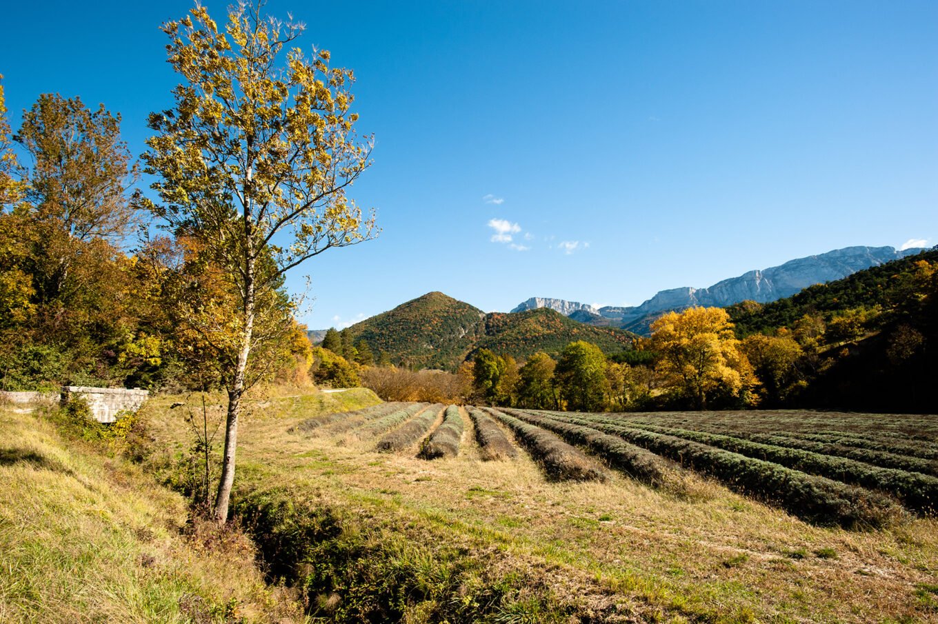 Randonnée automne diois drome - Champ de lavande à Chamaloc