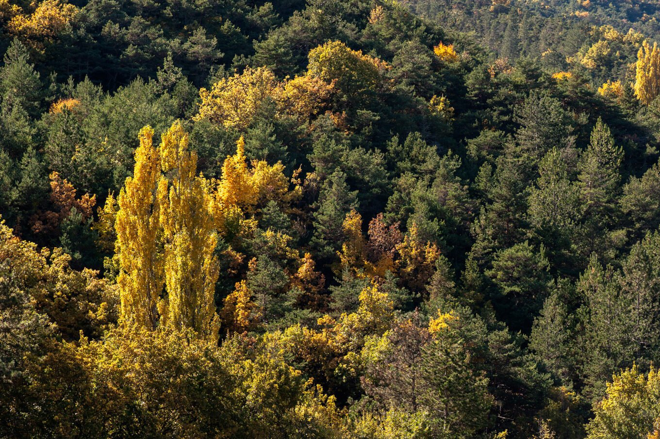 Randonnée automne diois drome - Forêt en automne