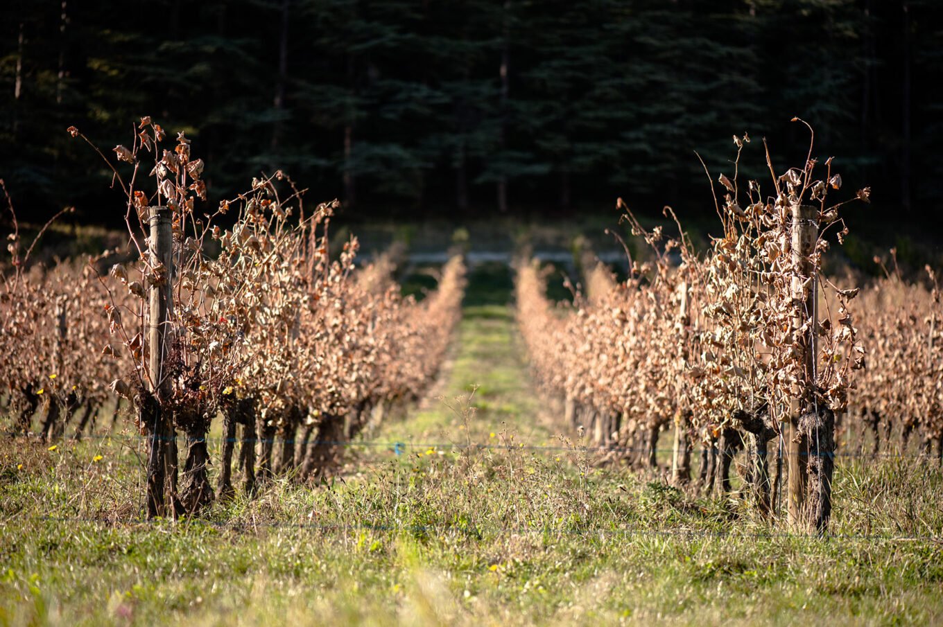 Randonnée automne diois drome - Vignes en automne