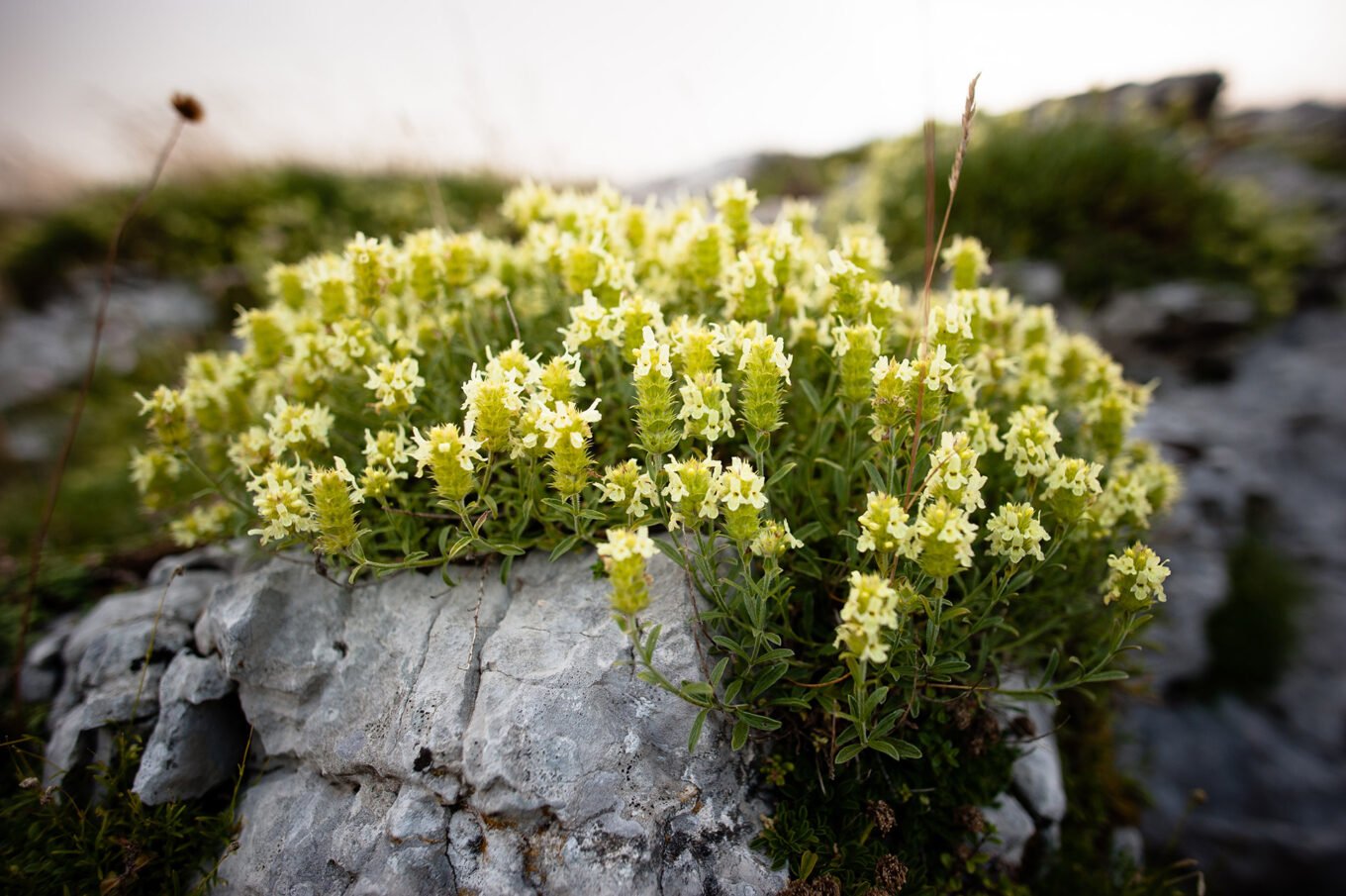 Randonnée bivouac Font d'Urle Vercors - Fleurs du Vercors – Crapaudines des Alpes