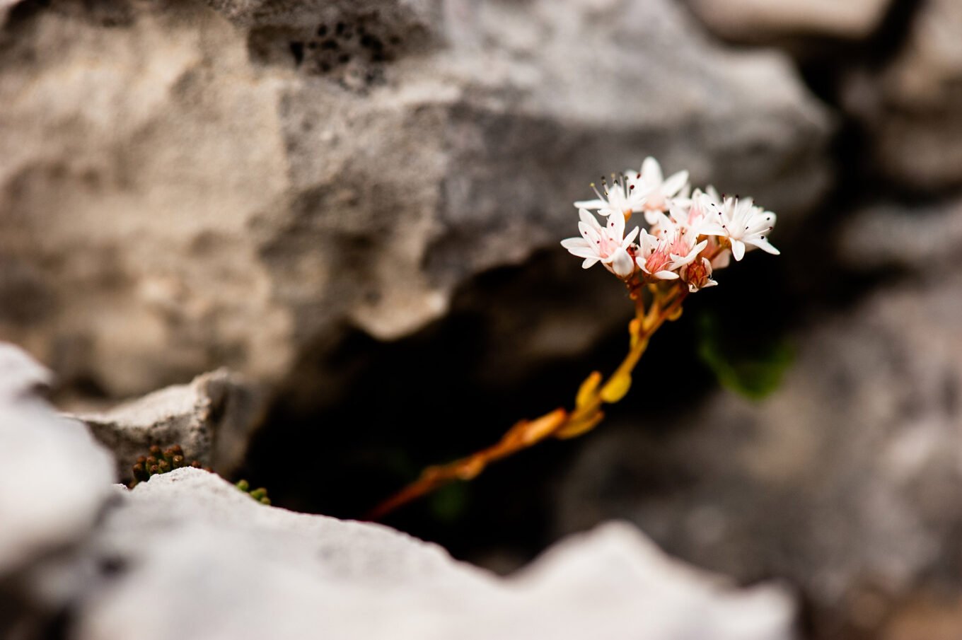 Randonnée bivouac Font d'Urle Vercors - Fleurs du Vercors – Orpin blanc