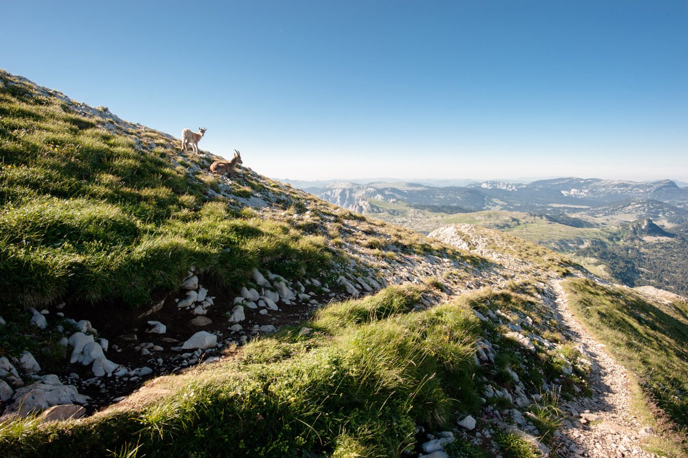 Randonnée Bivouac au Grand Veymont sur les hauts plateaux du Vercors - Bouquetins rencontrés durant l’ascension du Grand Veymont