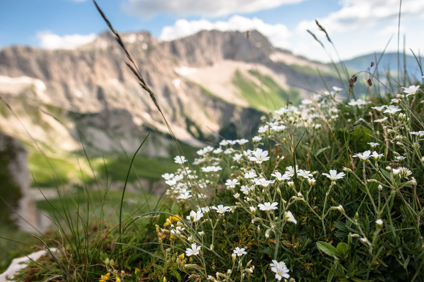 Randonnée bivouac au lac du Lauzon dans le Dévoluy - Jolies fleurs du Devoluy