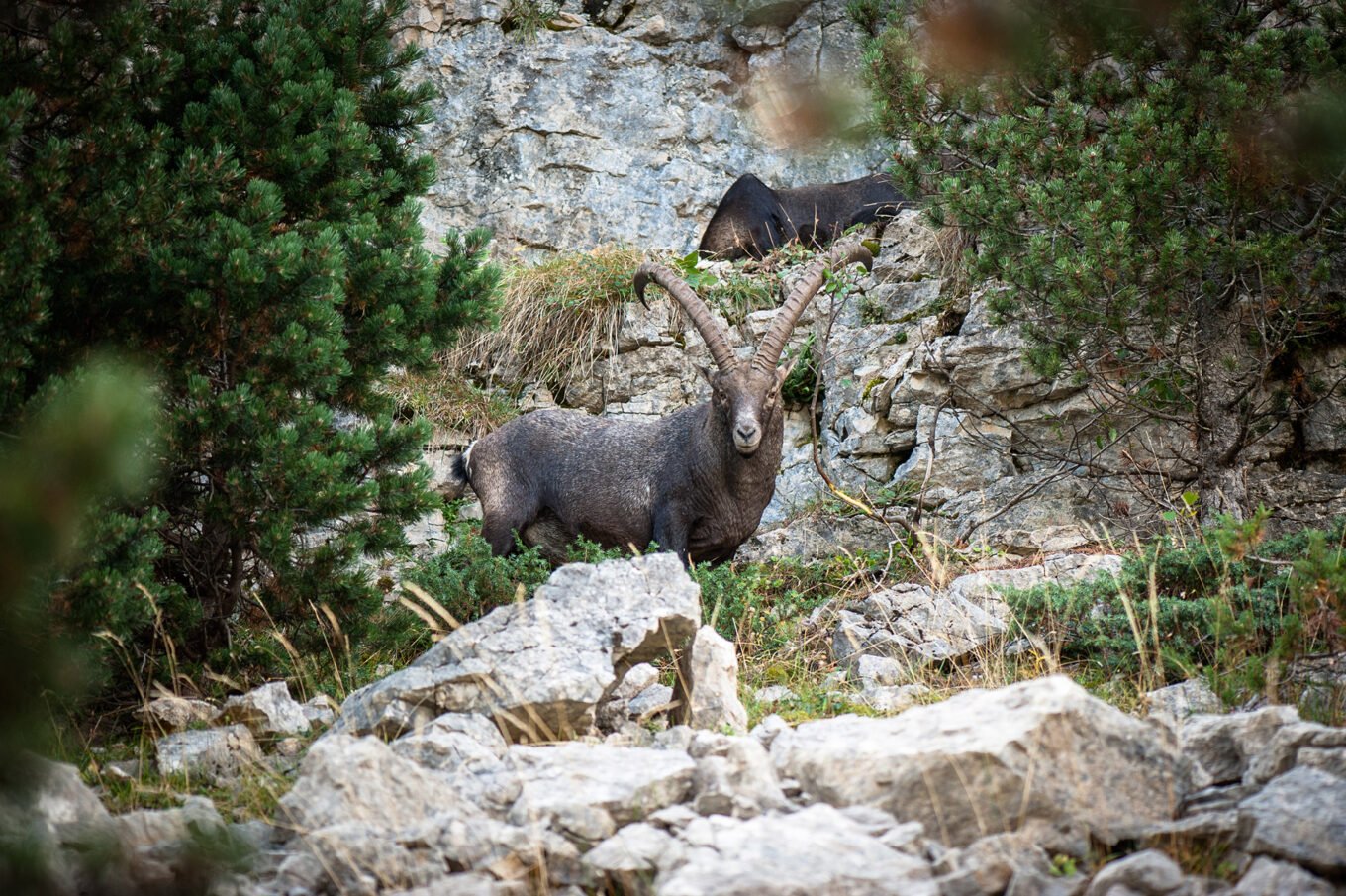 Randonnée Bivouac Vercors de Archiane au Glandasse - Bouquetins des Hauts Plateaux du Vercors