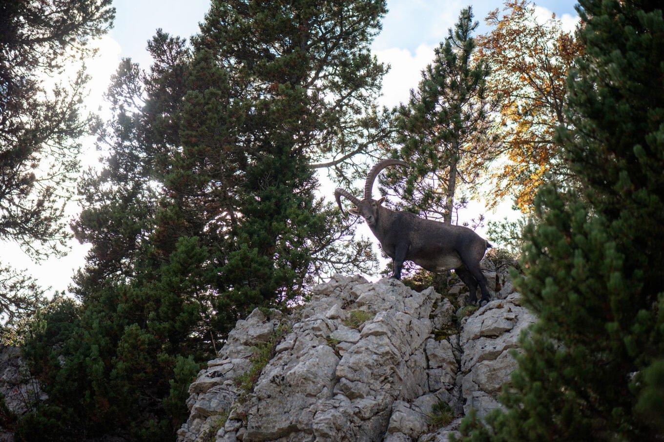 Randonnée Bivouac Vercors de Archiane au Glandasse - Bouquetins des Hauts Plateaux du Vercors