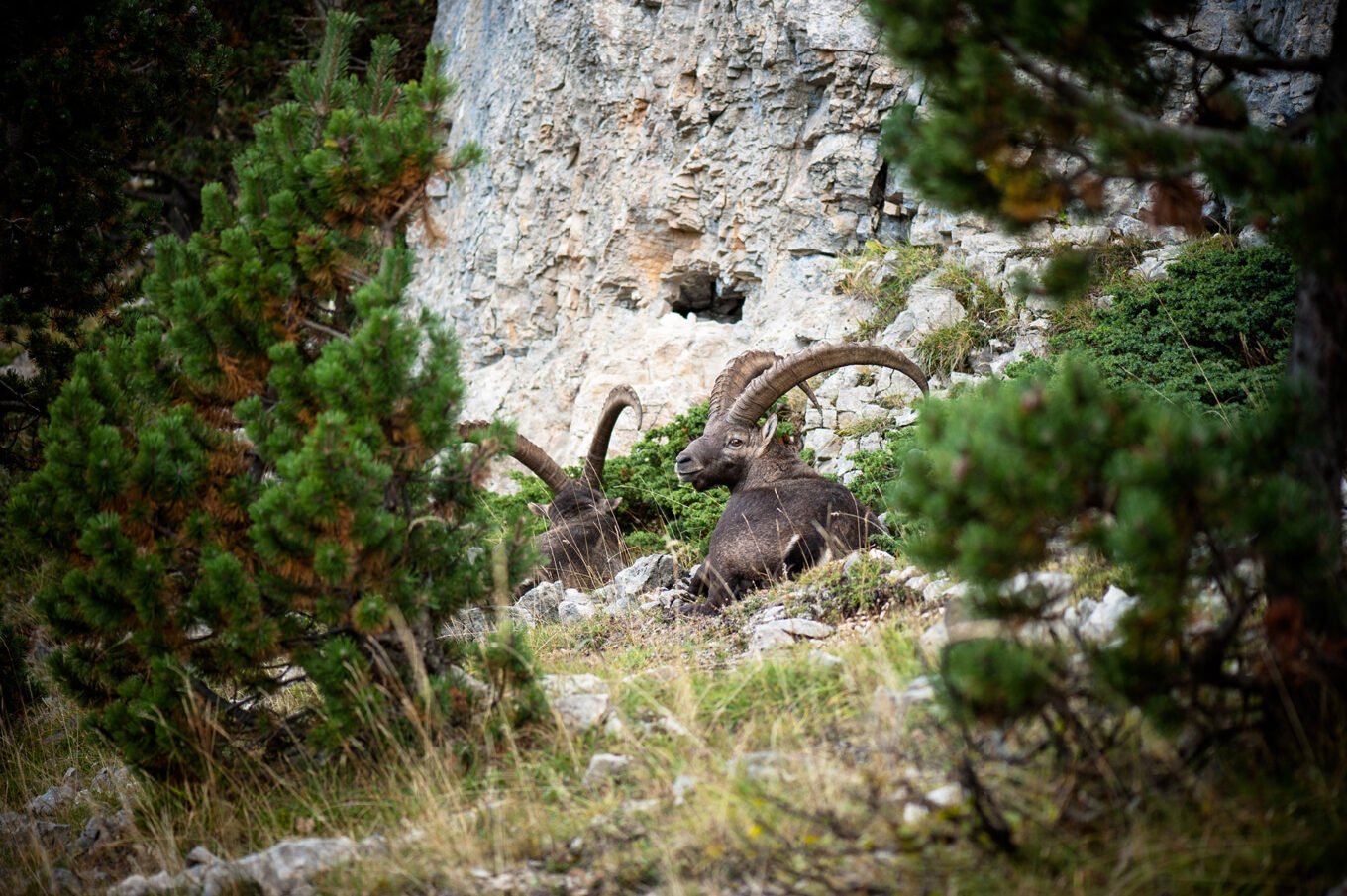 Randonnée Bivouac Vercors de Archiane au Glandasse - Bouquetins des Hauts Plateaux du Vercors