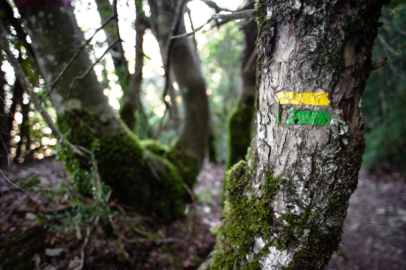 Randonnée Bivouac Vercors de Archiane au Glandasse - Chemin de randonnée dans la forêt de Justin, près de l'abbaye de Valcroissant