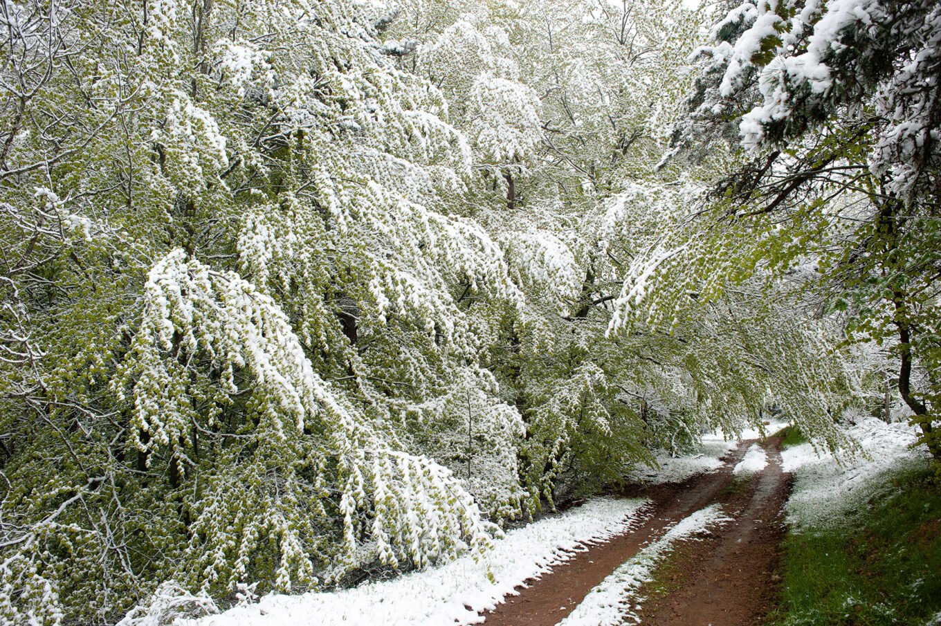 Randonnée Chemin De Stevenson