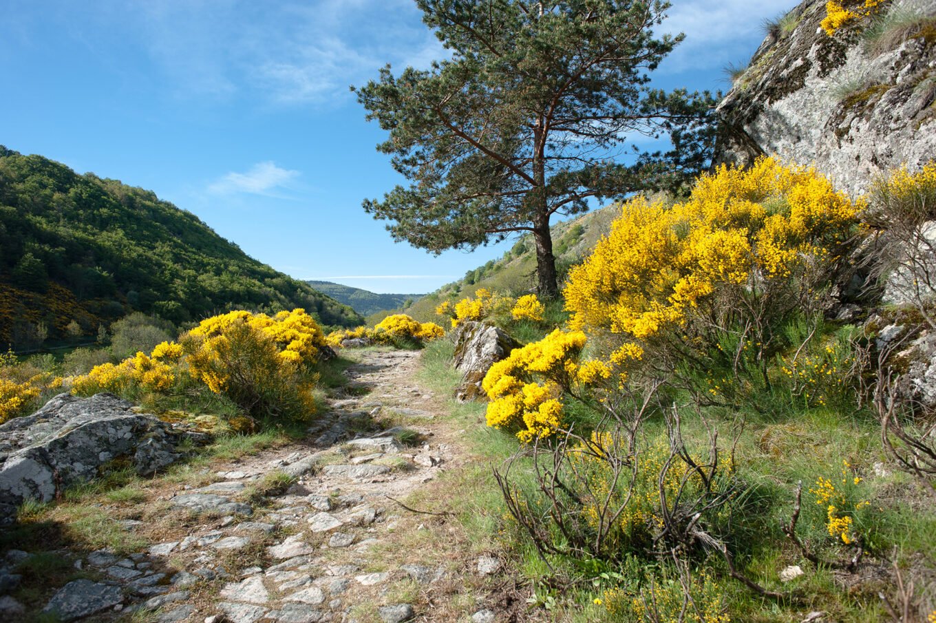 Randonnée Chemin De Stevenson