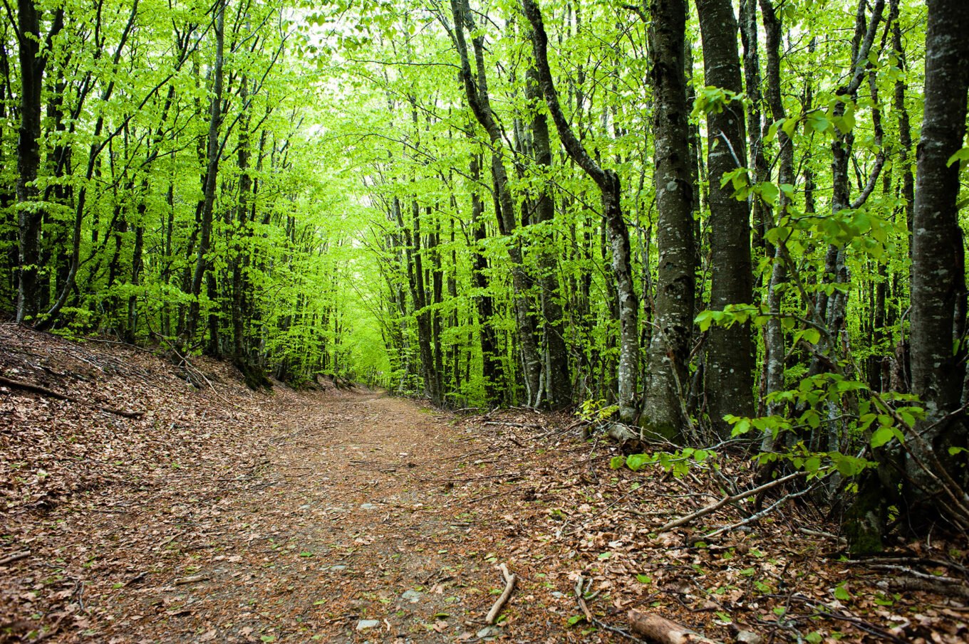 Randonnée Chemin De Stevenson