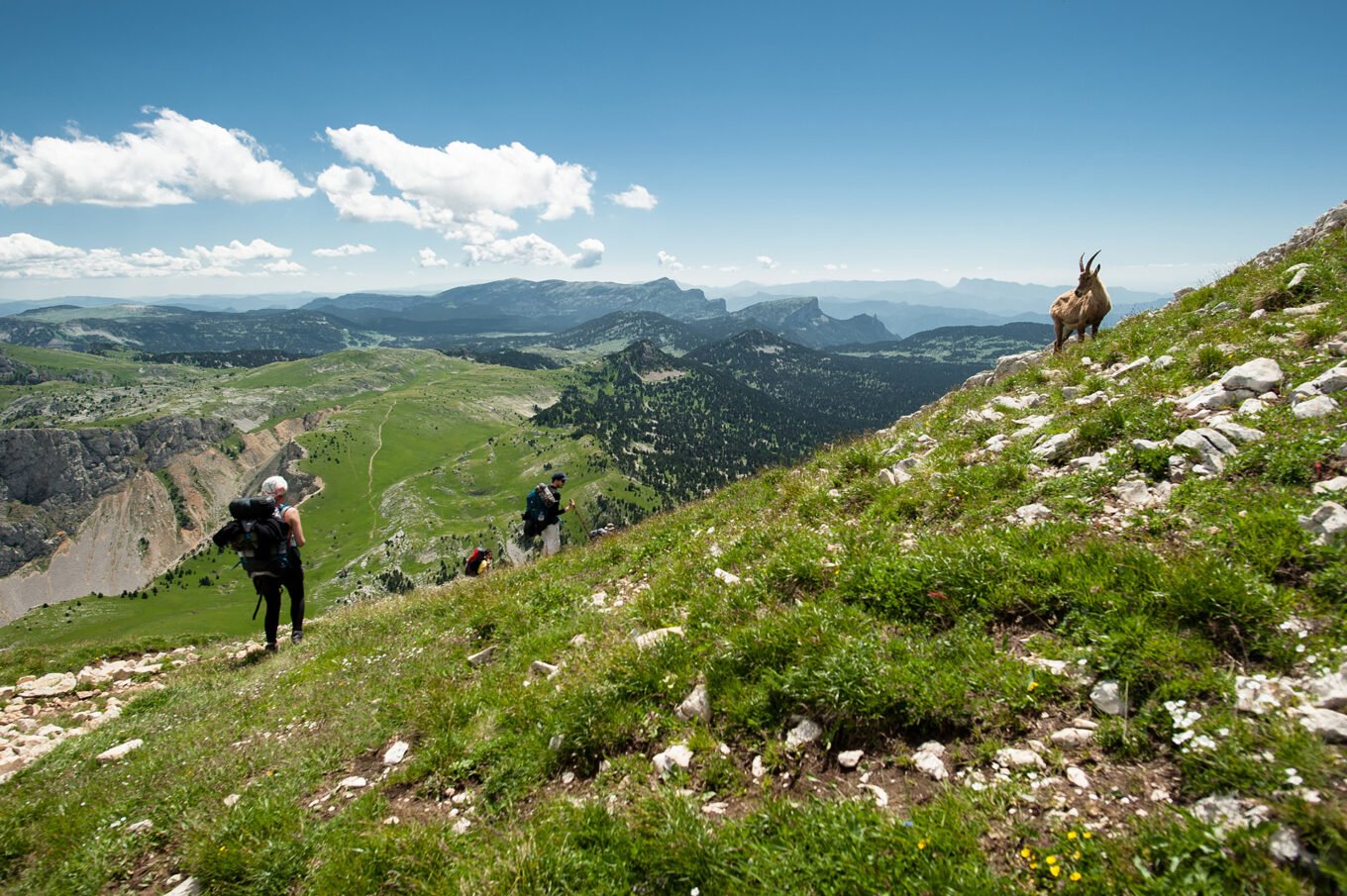 Randonnée Grande Traversée du Vercors - Bouquetin sur le Grand Veymont