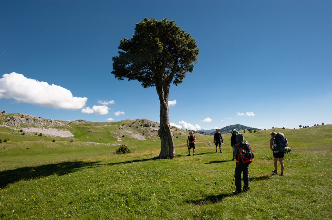 Randonnée Grande Traversée du Vercors - Le bel arbre de la plaine de la Queyrie