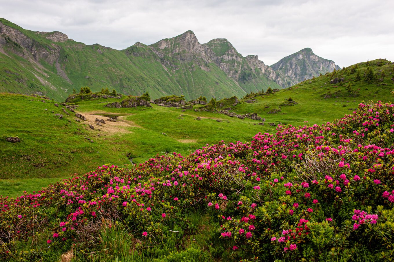 Randonnée GTA / GR5 Grande Traversée des Alpes - Passage en Suisse au Col de Chésery, Chablais