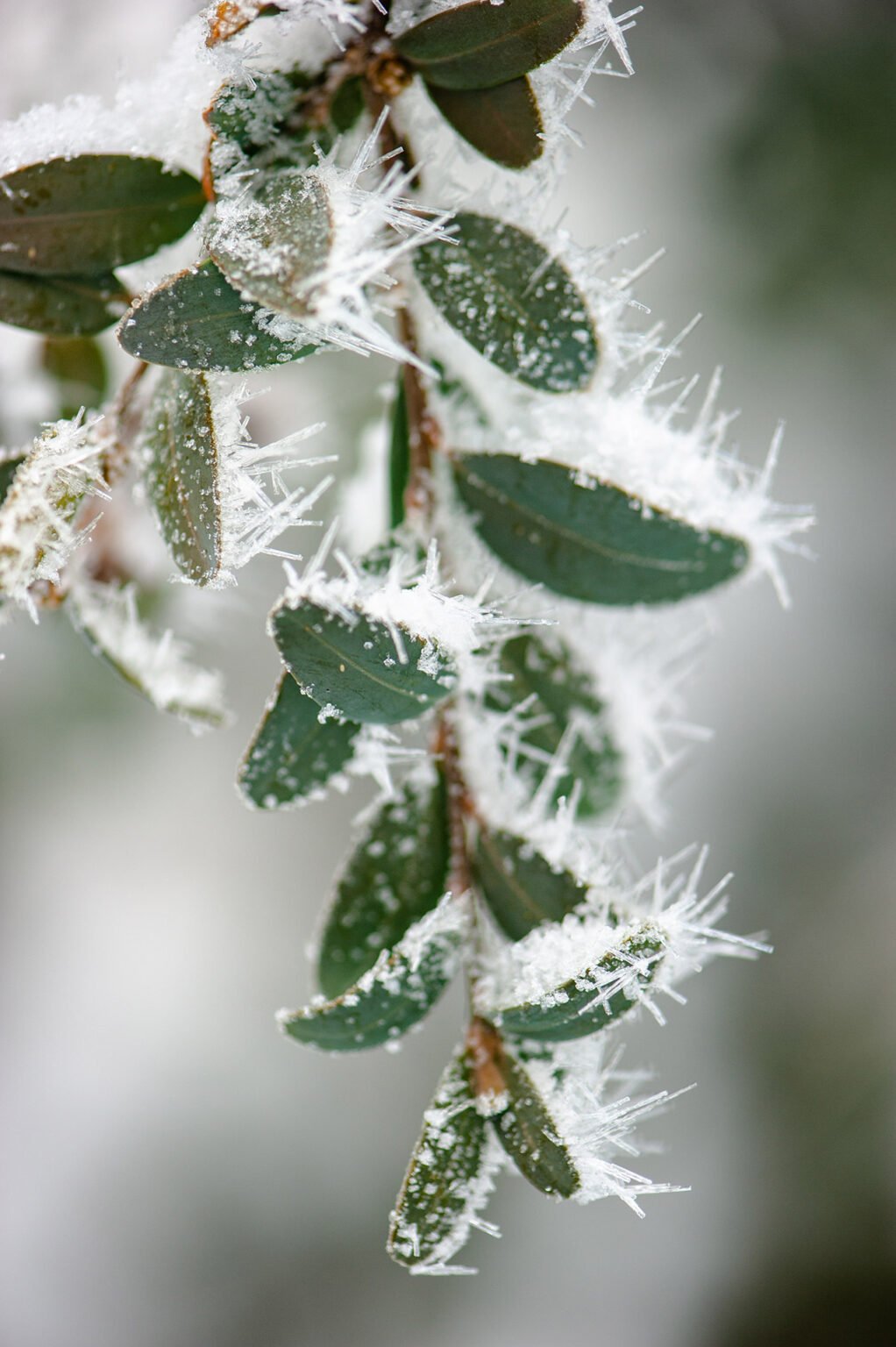 Randonnées d'hiver dans le Vercors et le Diois