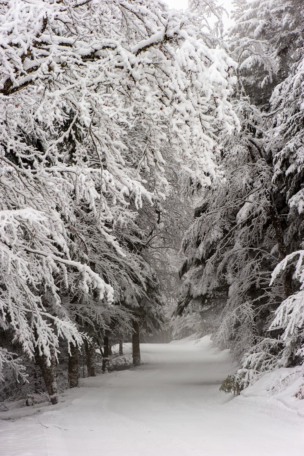Randonnées d'hiver dans le Vercors et le Diois - La forêt de Vassieux-en-Vercors sous la neige